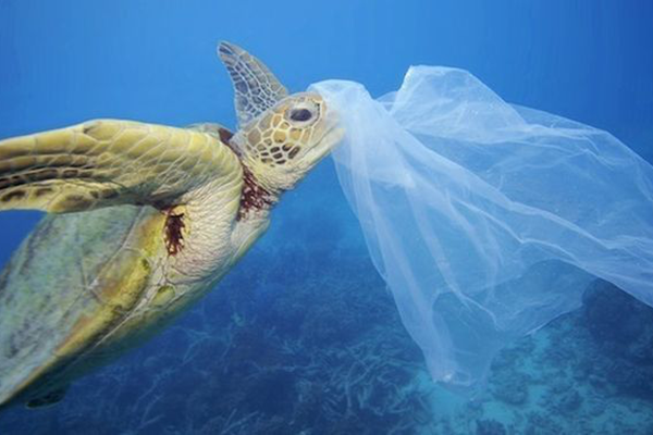 Why we need 100% Bio-degradable Bag